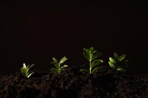 La Clave para un Crecimiento Agrícola Sostenible
